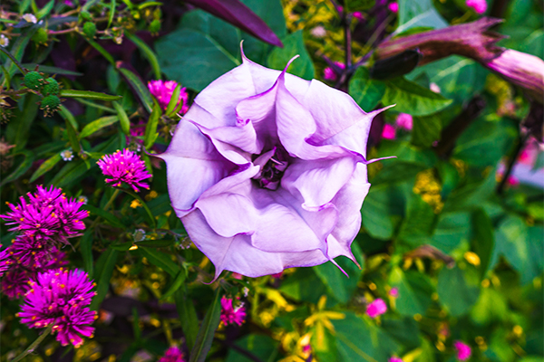 Pink flower